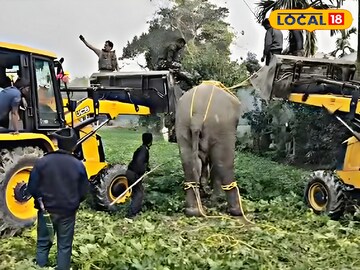 হাতি উদ্ধারে ব্যস্ত বন দফতরের কর্মীরা
