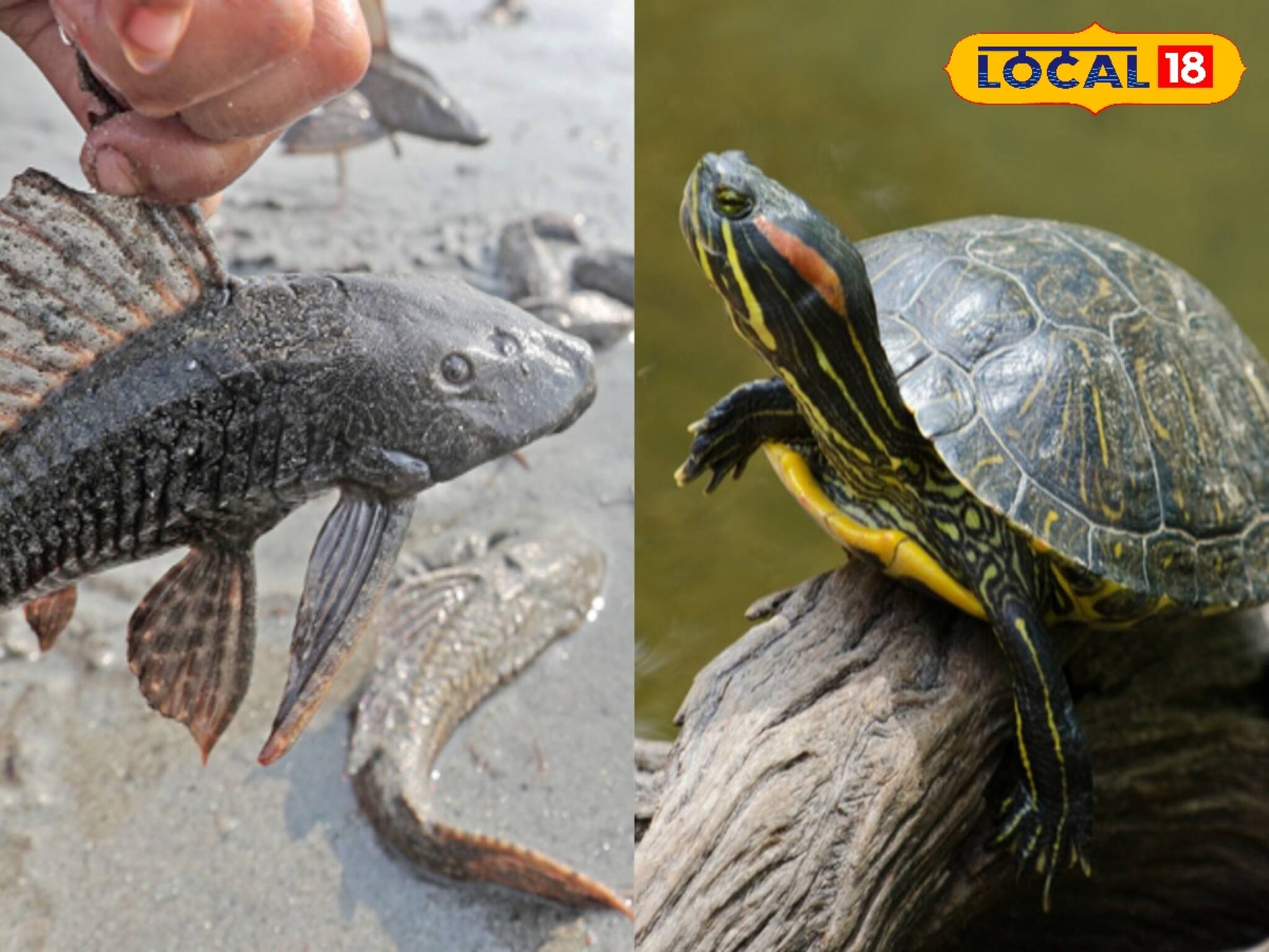 বিদেশি পোষ্যর সমস্যা হলেই রাস্তায় ছেড়ে দেন? যে 'বড় বিপদ' ডেকে আনছেন...! এখনই জানুন