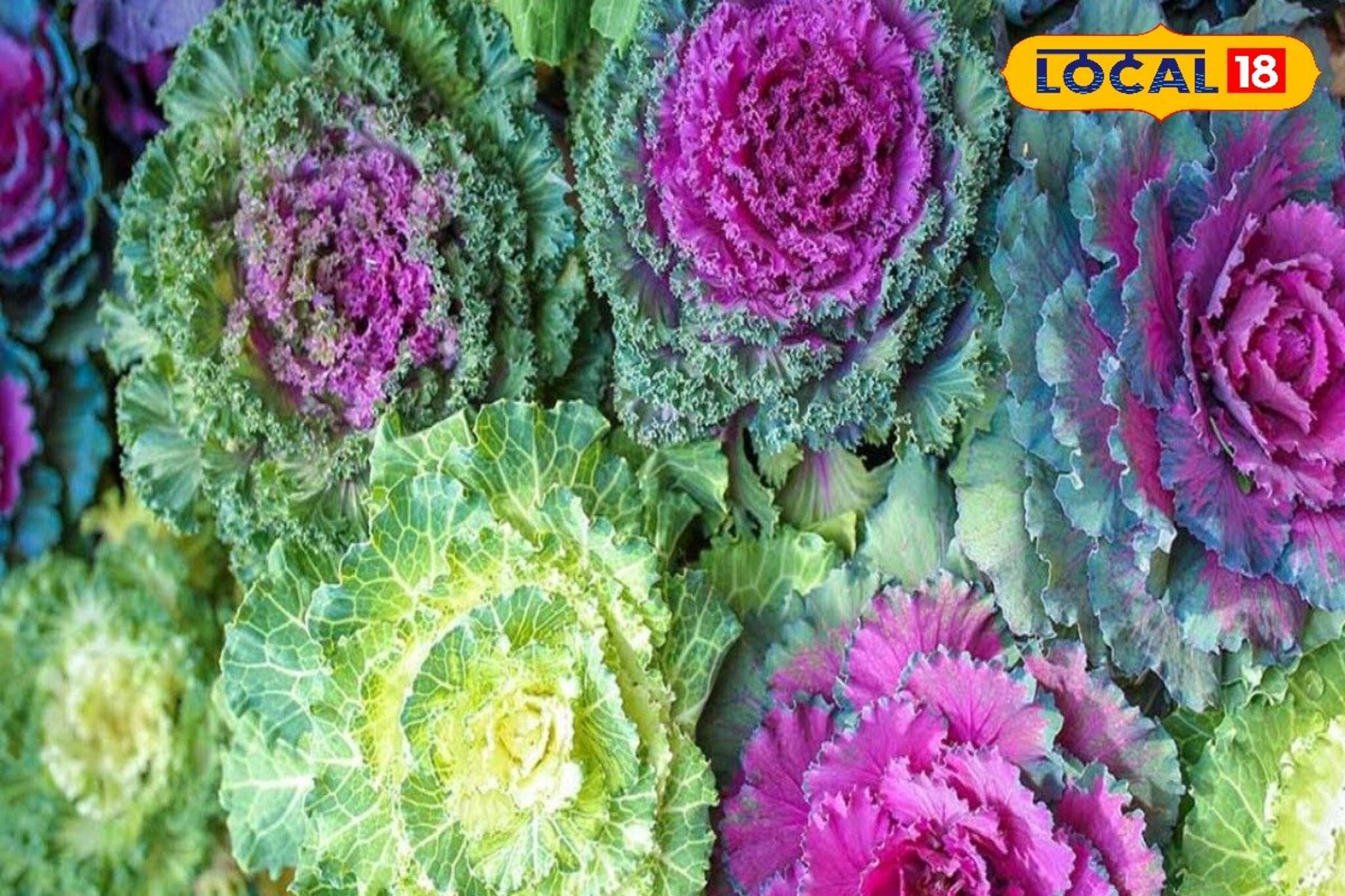 বাঁধাকপি এত রঙিন! দেখেই অবাক সকলে! বিক্রিও হচ্ছে ব্যাপকহারে