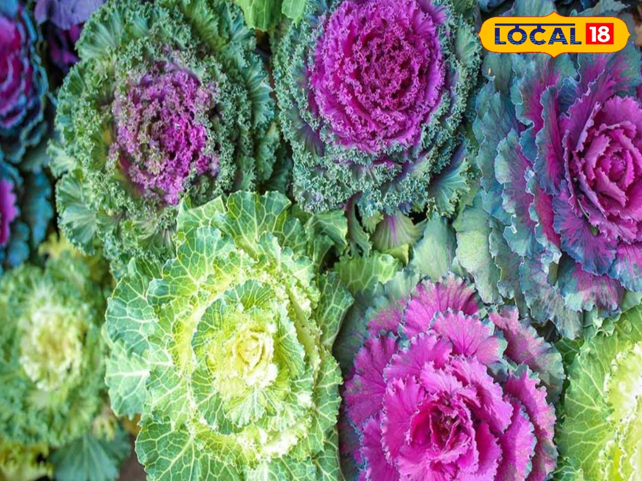 বাঁধাকপি এত রঙিন! দেখেই অবাক সকলে! বিক্রিও হচ্ছে ব্যাপকহারে