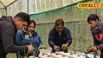 হাইড্রোপনিক