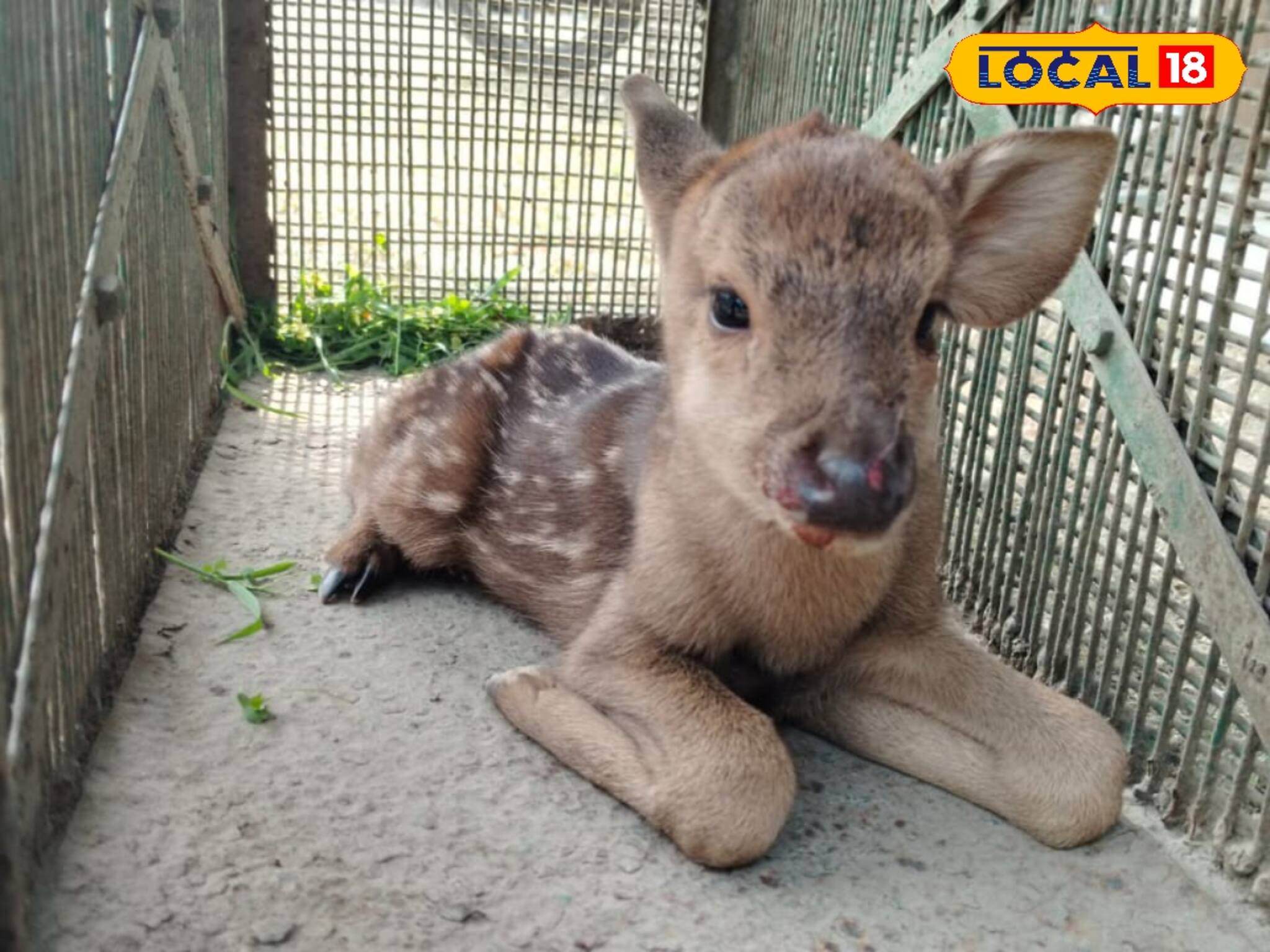 এ কী...! লোকালয়ে কী করে এসে পড়ল সে? ফুটফুটে হরিণ শাবককে ঘিরে হইচই, দেখুন কাণ্ড