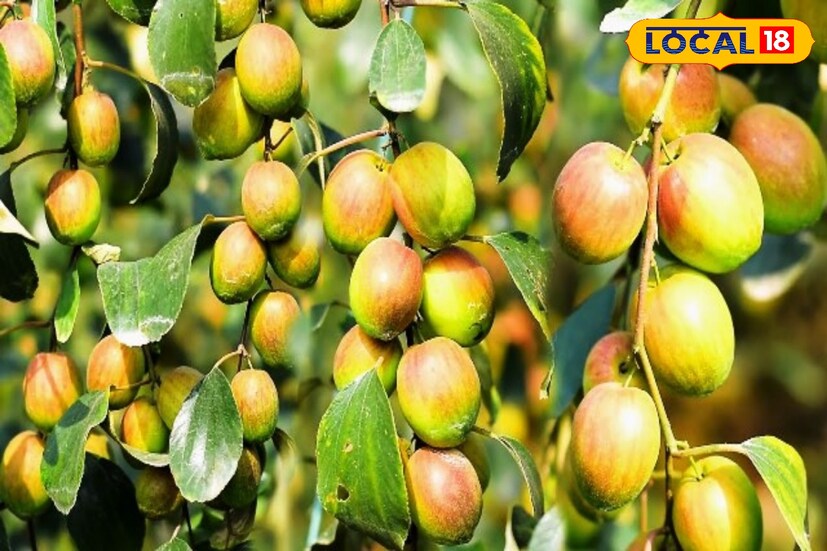 মস্তিস্ক এবং স্নায়ুতন্ত্রকে শান্ত করতে ও হরমোনের মাত্রা ঠিক রাখতেও সাহায্য করে কুল। এই ফল পটাসিয়াম, ফসফরাস, ম্যাঙ্গানিজ, আয়রন এবং জিঙ্কে সমৃদ্ধ। এই খনিজগুলি হার্ট ভাল রাখতে অত্যন্ত প্রয়োজনীয়।