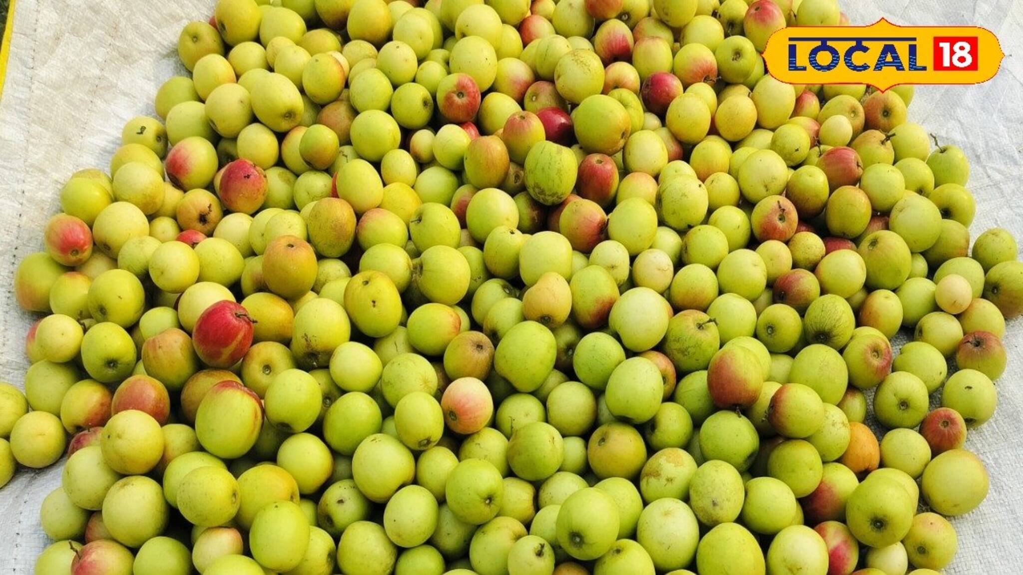 Interesting Facts: কুল তো খাচ্ছেন ? কিন্তু এই বিষয়গুলো কী জানেন?