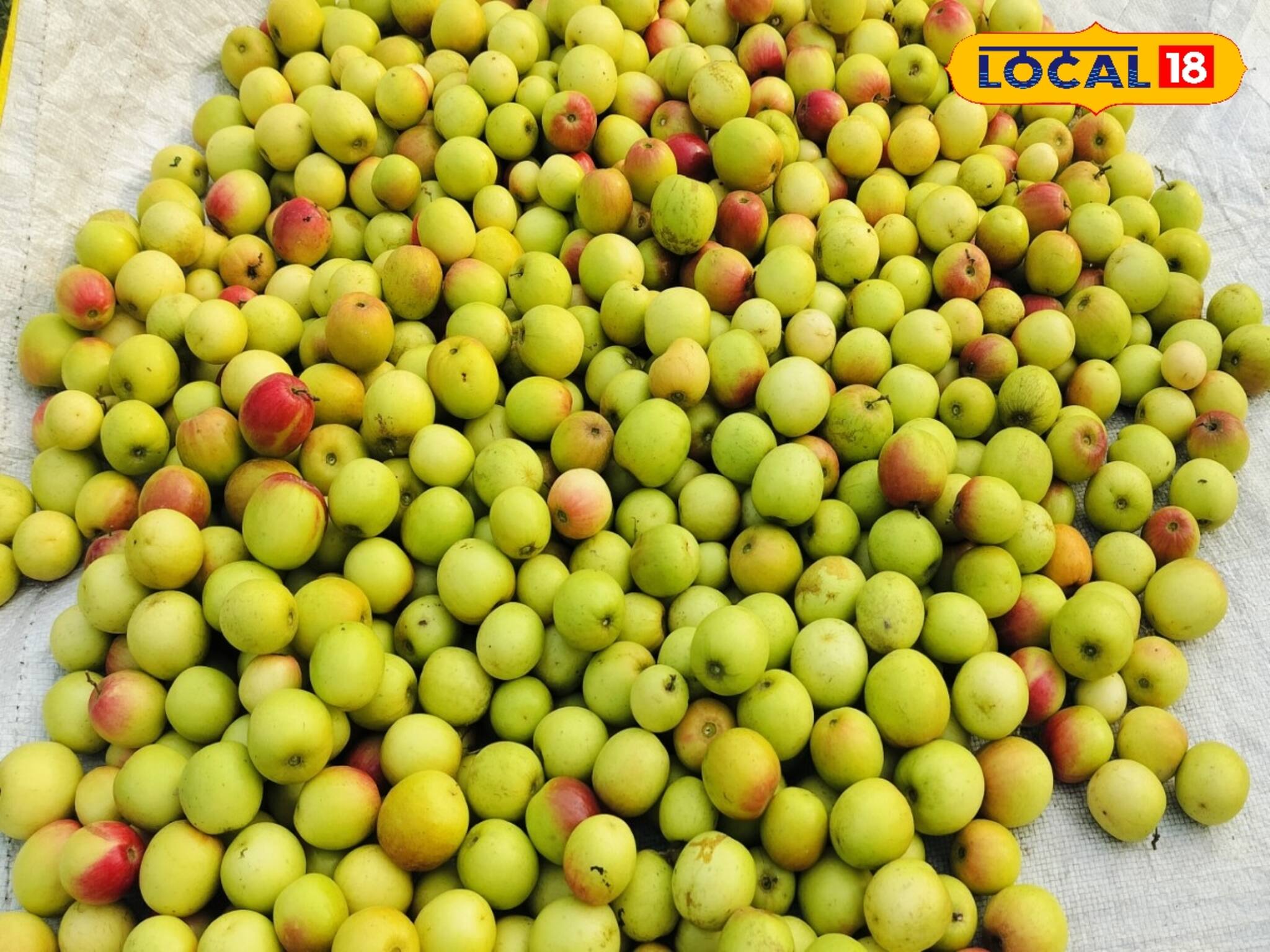 Interesting Facts: কুল তো খাচ্ছেন ? কিন্তু এই বিষয়গুলো কী জানেন?