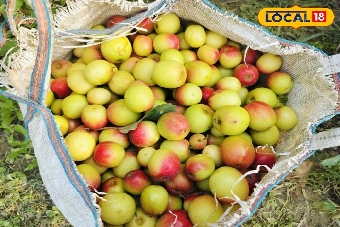 Interesting Facts: কুল তো খাচ্ছেন ? কিন্তু এই বিষয়গুলো কী জানেন? Interesting Facts: কুল তো খাচ্ছেন ? কিন্তু এই বিষয়গুলো কী জানেন?