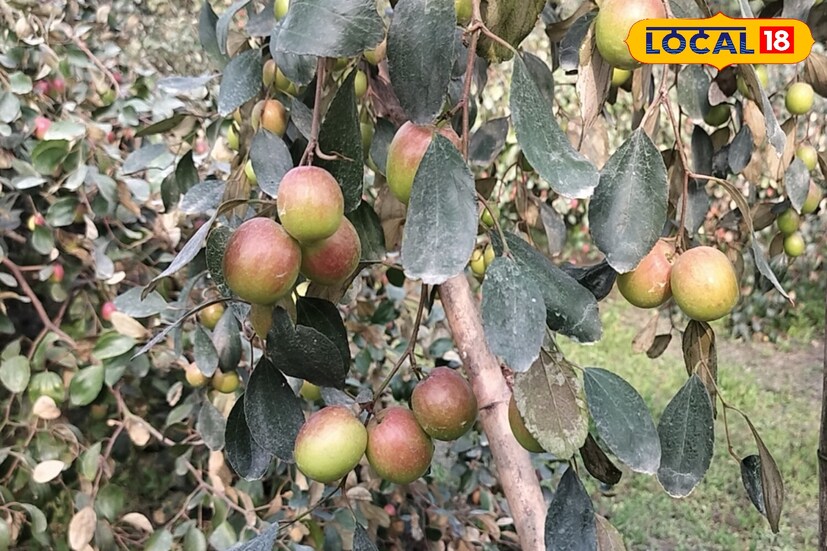 কুল খেলে কোষ্ঠকাঠিন্যসহ অন্যান্য হজমজনিত সমস্যার সমাধান হয়। এমনকি অতিরিক্ত খিদে কমিয়ে ওজন কমায় নিমিষেই। হাড়কে সুস্থ রাখতে সহায়তা করে কুলে থাকা ক্যালসিয়াম।