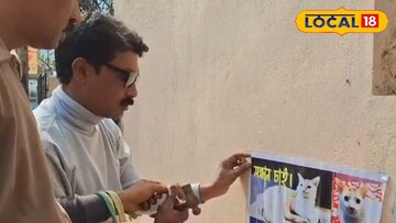 বিড়ালের