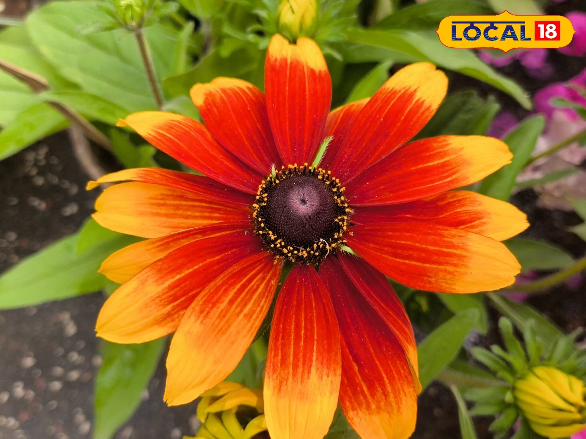 চাইলে বাড়িতেই তৈরি করতে পারেন রঙিন রামধনু