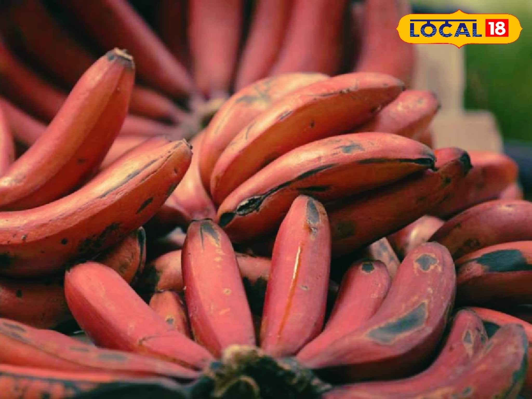 যৌবন ধরে রাখবে এই কলা! হৃদরোগ, হাইপ্রেশারের যম! হলুদ নয় খান এই রঙের কলা