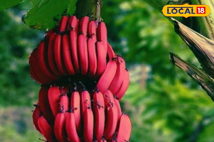 ভারতে প্রায় ২০ ধরনের কলার চাষ হয়ে থাকে। তবে সেগুলির মধ্যে লাল কলা এক ধরনের বিশেষ প্রজাতি। কেরল এবং তামিলনাড়ুর দিকে এই কলার কদর বেশি দেখতে পাওয়া যায়। ভারতে প্রায় ২০ ধরনের কলার চাষ হয়ে থাকে। তবে সেগুলির মধ্যে লাল কলা এক ধরনের বিশেষ প্রজাতি। কেরল এবং তামিলনাড়ুর দিকে এই কলার কদর বেশি দেখতে পাওয়া যায়।