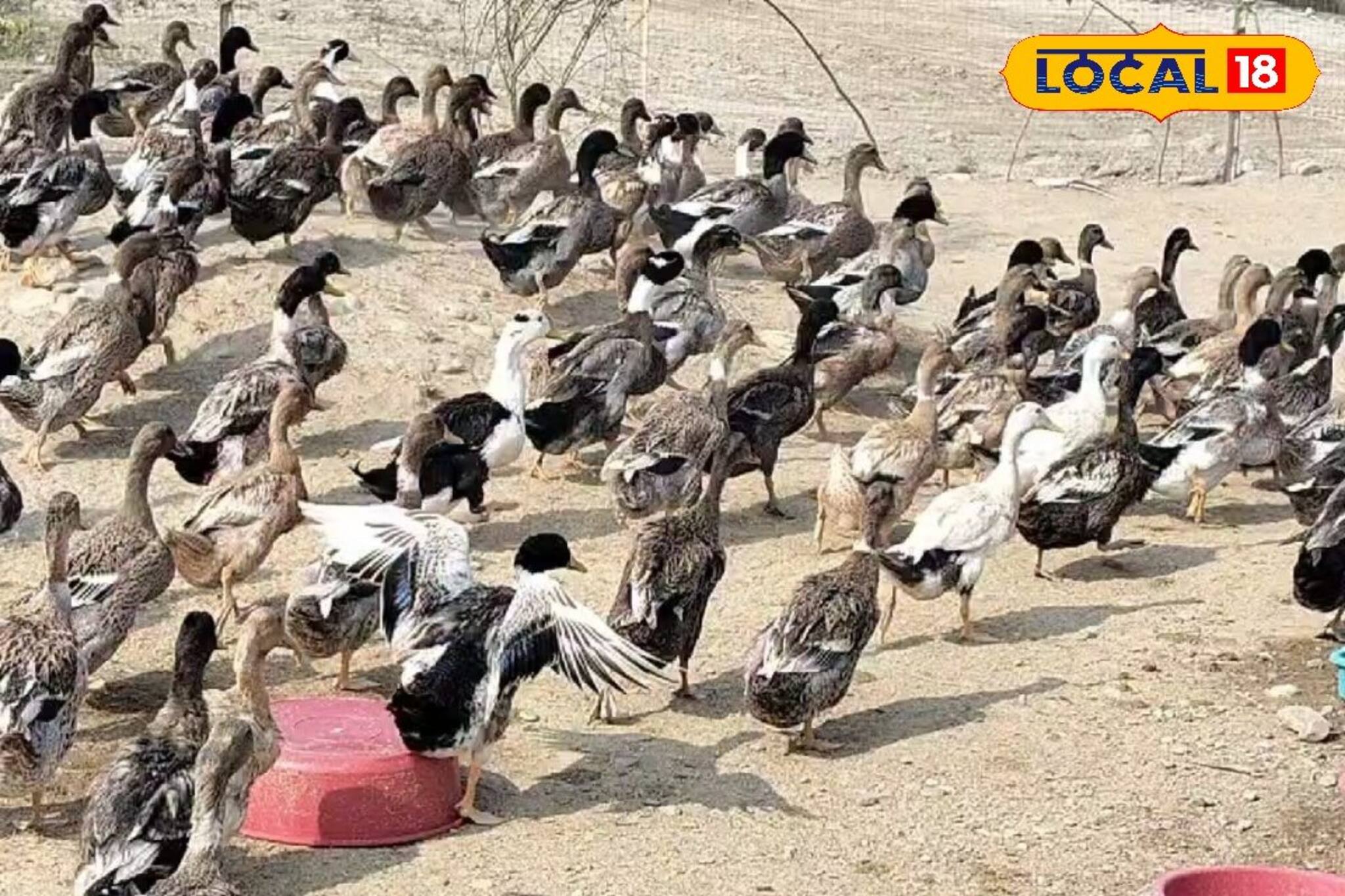 দেশি বিদেশি হাঁস প্রতিপালন করে রোজগারের নতুন দিশা দেখাচ্ছে যুবক