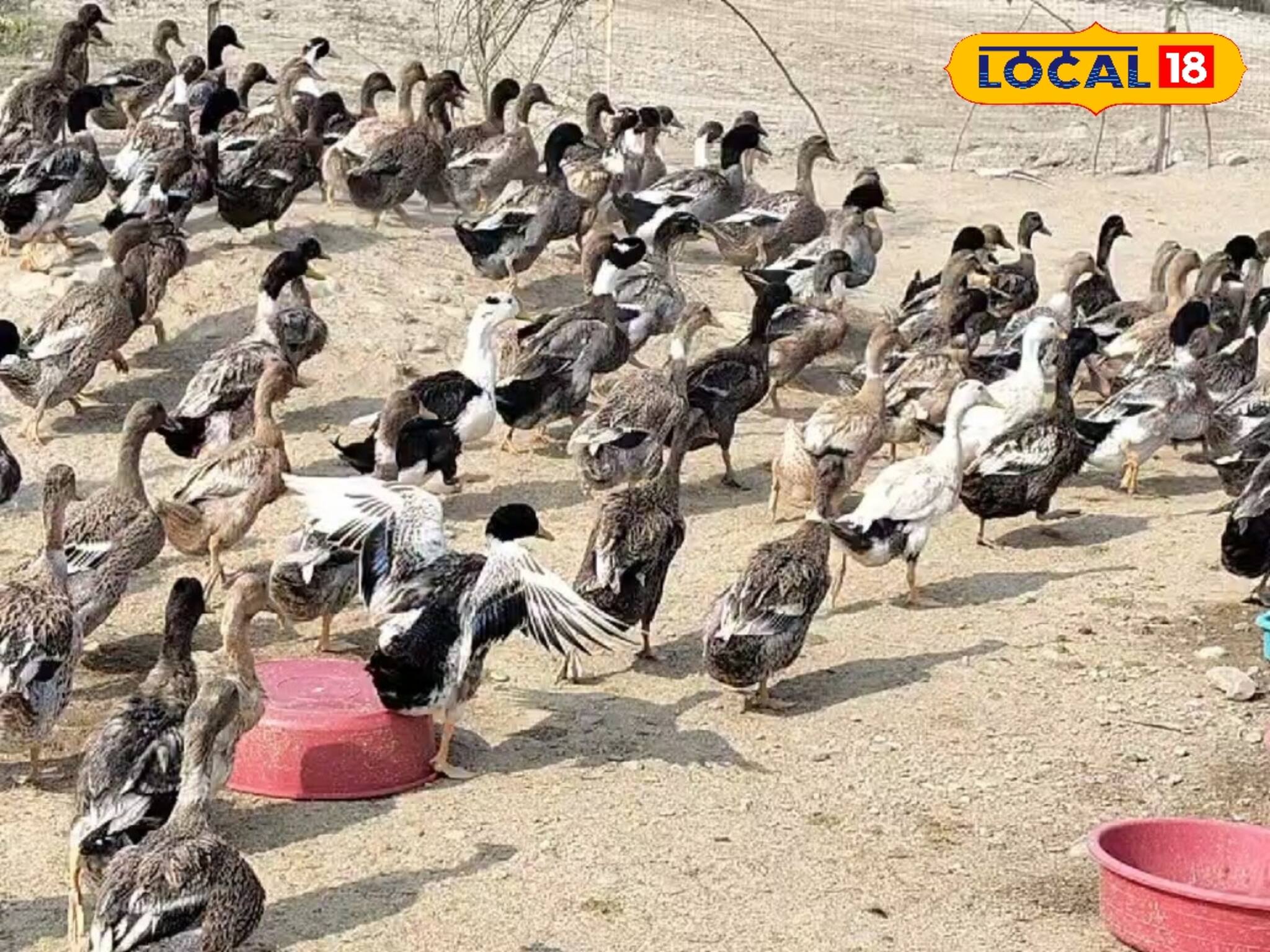 দেশি বিদেশি হাঁস প্রতিপালন করে রোজগারের নতুন দিশা দেখাচ্ছে যুবক