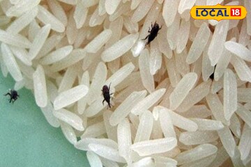 বাড়িতে চাল রাখলে ক’দিনেই পোকার ছড়াছড়ি? ৫ কৌশল মেনে চললে আর ভোগান্তি হবে না বাড়িতে চাল রাখলে ক’দিনেই পোকার ছড়াছড়ি? ৫ কৌশল মেনে চললে আর ভোগান্তি হবে না