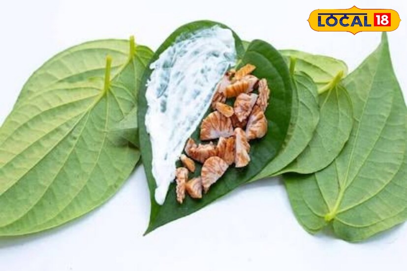 এবার লন্ডন যাচ্ছে বাংলার মিঠা পাতার পান। এতদিন ইউরোপের কয়েকটি দেশে এবং দুবাই ও মার্কিন যুক্তরাষ্ট্রে যেত এই মিঠা পান পাতা। এখন ব্রিটিশদের মধ্যেও এই পানের চাহিদা তৈরি হয়েছে।