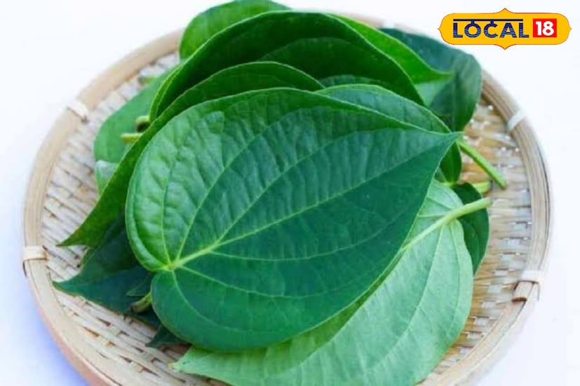 নয়া নিয়ম লাগু করার আগে পর্যন্ত একটি পান এক টাকারও কম দামে বিক্রি করতে হত চাষিদের। নতুন নিয়ম কার্যকর হতেই একটি পানপাতার দাম দুই টাকা পর্যন্ত উঠছে।