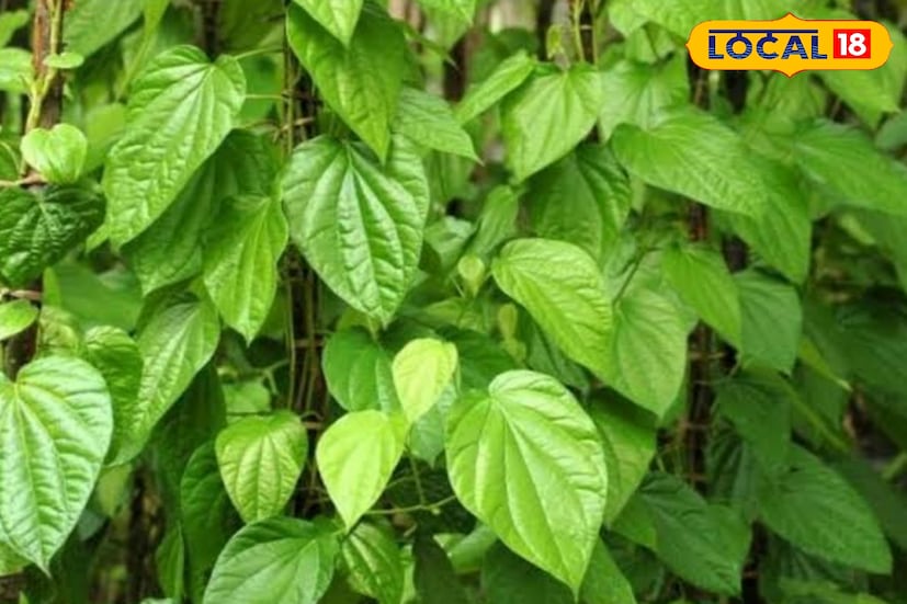 এই মিঠে পান পাতা বাংলা ছাড়া কোথাও চাষ হয় না। ফলে এখন এই পান বিদেশে রফতানিও হচ্ছে অনেক বেশি। সেই তালিকায় এবার লন্ডনের নাম যোগ হয়েছে।