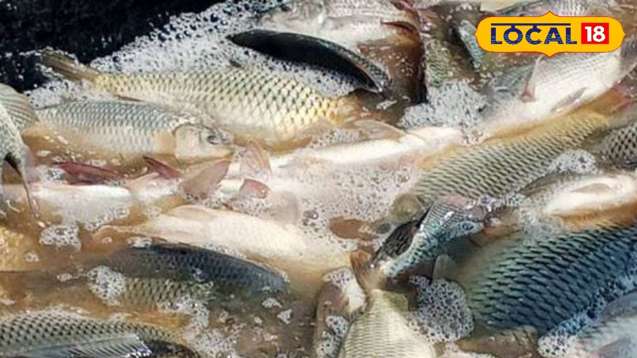 New Business of Fish Farming: কয়েকটি সহজ নিয়মে মাছ চাষ আরও বেশি লাভজনক হতে  পারে