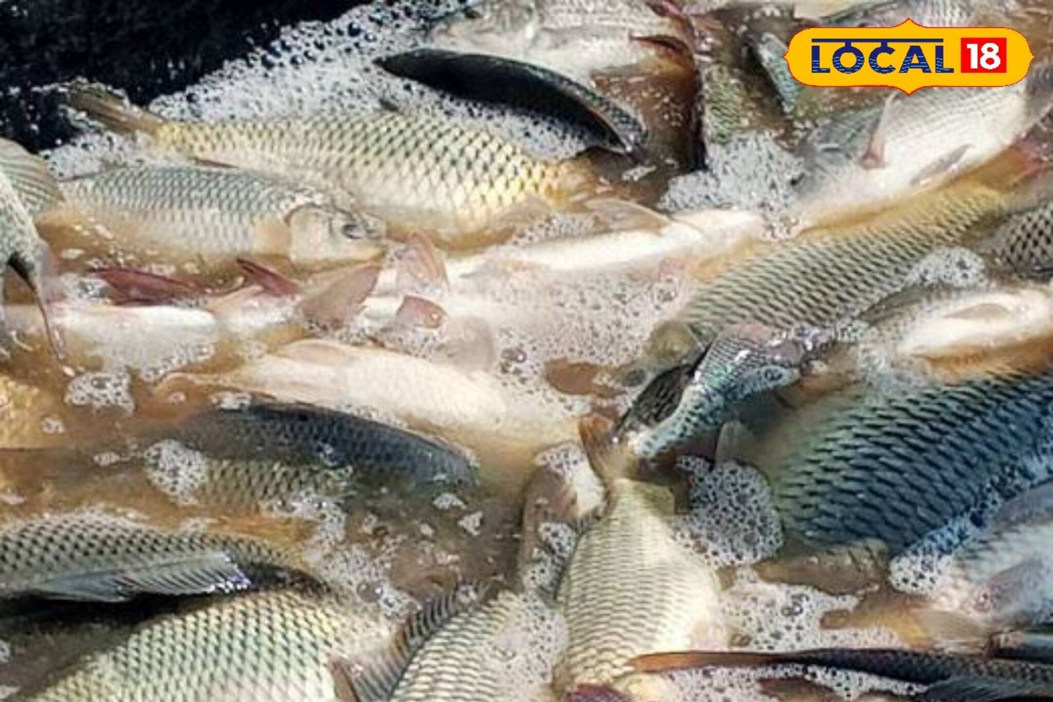 New Business of Fish Farming: কয়েকটি সহজ নিয়মে মাছ চাষ আরও বেশি লাভজনক হতে  পারে
