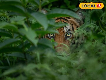 শৌচকর্ম করতে গিয়েছিলেন মহিলা! আচমকাই… দূরেই দাঁড়িয়ে ছিল সে, তোলপাড় কাণ্ড বাঁকুড়ায়