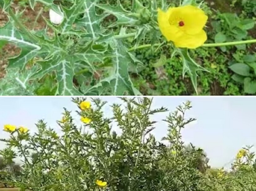 সত্যানাশী গাছ চেনার উপায়: সেই ১৯৮৪ সাল থেকে ভেষজ নিয়ে কাজ করছেন বৈদ্য বাসুদেব। তিনি Local 18-এর কাছে বলেন যে, সত্যানাশী সেবন করা হলে মানুষের মধ্যে প্রাণশক্তির সঞ্চার ঘটবে। তবে সত্যানাশী গাছ চেনার উপায় খুবই সহজ। সাধারণত বেলে মাটিতে অনায়াসে জন্মায় এই গাছ। আর এতে থাকে প্রচুর পরিমাণ কাঁটা। সত্যানাশী গাছে আবার হলুদ রঙের ফুলও ফোটে। আর সেই ফুলের মধ্যে থাকে গাঢ় রঙের বীজ। মাথায় রাখা আবশ্যক যে, এই গাছের পাতা ভাঙলে তা থেকে হলুদ রঙের দুধের মতো পদার্থ নির্গত হয়। সেই কারণে এই গাছগুলিকে স্বর্ণকশিরি নামেও ডাকা হয়। 