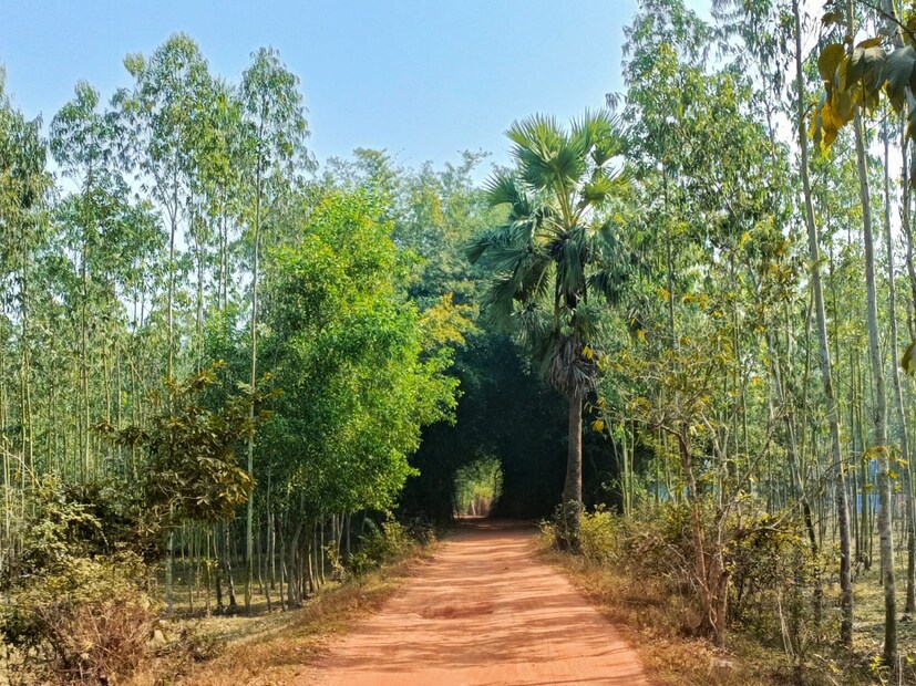 *পশ্চিমবঙ্গ পর্যটন মানচিত্রের একটি গুরুত্বপূর্ণ জায়গা হল অন্য সুন্দরী ঝাড়গ্রাম। সবুজ শাল জঙ্গল ও পাহাড়ের টানে প্রায় সারা বছর পর্যটকের ঢল নামে অরণ্য সুন্দরীতে। সুপরিচিত পর্যটন স্থল ঘাগড়া জলপ্রপাত, খাঁদারাণী লেক, গাড়রাসিনি পাহাড়, কাঁকড়াঝোড় ভ্রমণের পাশাপাশি পর্যটকরা এক ফাঁকে ঘুরে আসতে পারে কালিয়াম জলাধার থেকে। ফাইল ছবি।