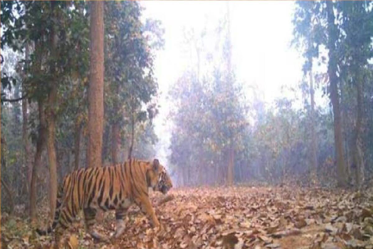 Tiger Attack: বাঁকুড়ায় ফের বাঘ আতঙ্ক! জঙ্গলে বাঘ দেখার দাবি, বাড়ি ফিরেই অজ্ঞান মহিলা Tiger Attack: বাঁকুড়ায় ফের বাঘ আতঙ্ক! জঙ্গলে বাঘ দেখার দাবি, বাড়ি ফিরেই অজ্ঞান মহিলা