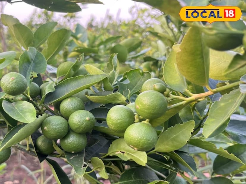 কিন্তু শুধু গাছ লাগালেই তো হল না। তার ঠিকঠাক পরিচর্যা করা চাই। তবে লেবু গাছের ক্ষেত্রে দেখা যায় ফলন অনেক সময়ই ঠিকঠাক হয় না। 