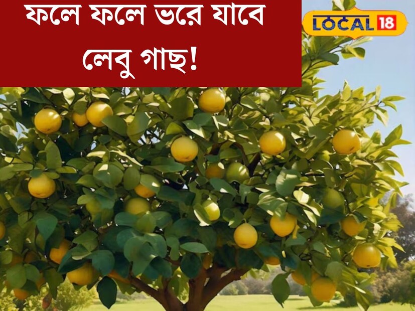 সারাবছরই কাজে লাগে এমন একটি ফল হল লেবু। শীত হোক বা গ্রীষ্ণ, লেবুর ব&#x200d;্যাপক চাহিদা বছরজুড়ে। তাই অনেকেই বাড়িতে লাগিয়ে রাখেন লেবু গাছ। কিন্তু লেবু গাছে ফলন অনেক সময়ই ভাল হয় না।