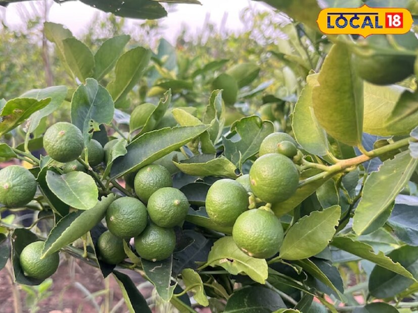 জানুয়ারি মাসে লেবু গাছের বৃদ্ধি বন্ধ হয়ে যায়। ফল আসাও তাই বন্ধ হয়ে যায় কিন্তু জৈব পণ্য বায়োজাইম (Biozyme) ব্যবহার করলে লেবু গাছে অনেক বেশি ফল দেখা যায়।