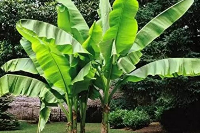 এছাড়া বাড়িতে কলা গাছ লাগানোকেও শুভ বলে মনে করা হয়। কলাকে ভগবান বিষ্ণুর প্রিয় বলে মনে করা হয়। মা লক্ষ্মী তাঁর স্ত্রী। বাড়িতে একটি কলা গাছ থাকলে লক্ষ্মী খুশি হন। ফলে কলা গাছ লাগালে বাড়িতে সুখ-সমৃদ্ধি আসে। 