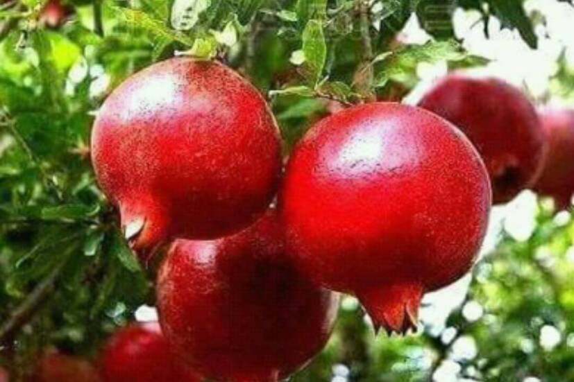 বাড়ির সদর দরজার কাছে লাগান ডালিম গাছ। প্রধান দরজার ডানদিকে লাগালে সবথেকে ভালো মনে করা হয়। এই গাছ অত্যন্ত শুভ বলে মনে করা হয়। এতে মা লক্ষ্মী ও ধনকুবেরের আশিস মেলে। পরিবারে সুখ ও সমৃদ্ধি আসে। ডালিম গাছ লাগালে ঘুমন্ত ভাগ্যও জেগে ওঠে।  