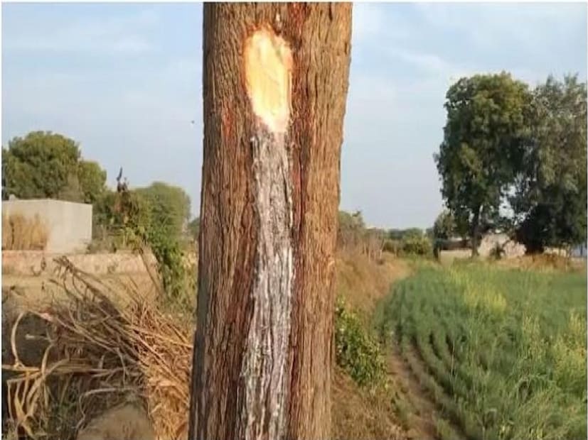 নিম গাছটির বয়স মাত্র ২৫ বছর। সেদিক থেকে তরুণই বলা যায়। কিন্তু কীভাবে আপনাআপনিই এভাবে তরল পদার্থ নিঃসরণ হচ্ছে তা বুঝতে পারছেন না ভগবান সিং মীনা। তাঁর কথায়, অনেকেই এই তরল পান করেছেন, বাড়িতে নিয়ে গিয়েছেন। তাঁদের দাবি, তরল পান করার পর তাঁদের অনেক পুরনো রোগও সেরে গিয়েছে।