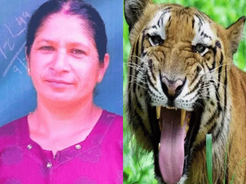 মিন্নু মানি জানিয়েছেন, “খবরটা শুনে চমকে গিয়েছিলাম। পঞ্চরকে যিনি বাঘের আক্রমণে মারা গিয়েছেন, তিনি আমার কাকিমা। আশা করি, বাঘটা দ্রুত ধরা পড়বে। যাতে ওই অঞ্চলের মানুষ নিরাপদে থাকতে পারেন।” 