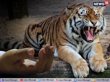 বাঘের হামলায় ভারতীয় ক্রিকেটারের 'প্রিয়জনের' মর্মান্তিক মৃত্যু, শোকস্তব্ধ ক্রিকেট মহল