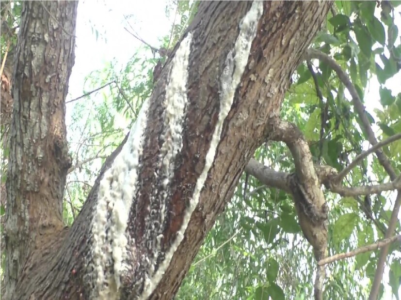 মাদার ফুল ও ফল ভগবান শিবকে নিবেদন করা হয়। এতে ভগবান শিব খুব খুশি হন। কিন্তু, এই উদ্ভিদ থেকে নির্গত দুধ নেতিবাচক শক্তি সঞ্চার করে। তাই বাড়ির আঙিনায় বা বাইরে এই গাছ লাগাবেন না।