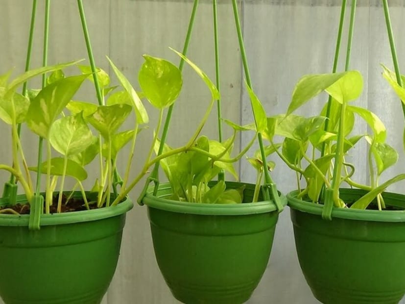 Money Plant Vastu Tips: সংসারের ভাল চাইলে বাড়ির এই বিশেষ দিকে ভুলেও রাখবেন না মানি প্ল্যান্ট গাছ! জলের মতো খসবে অর্থ, ভোগান্তির শেষ থাকবে না সারা জীবন, বাড়বে চরম দুঃখ, দুর্দশা… Money Plant Vastu Tips: সংসারের ভাল চাইলে বাড়ির এই বিশেষ দিকে ভুলেও রাখবেন না মানি প্ল্যান্ট গাছ! জলের মতো খসবে অর্থ, ভোগান্তির শেষ থাকবে না সারা জীবন, বাড়বে চরম দুঃখ, দুর্দশা…
