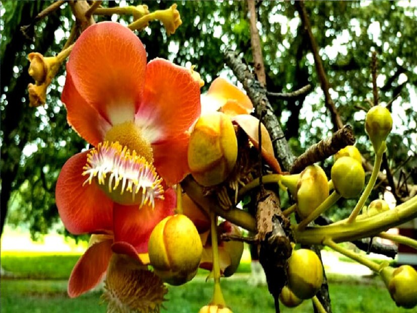 *নাগফণি ব্যবহার করা খুবই সহজ। কাণ্ড থেকে আহরিত নির্যাস ত্বকে লাগানো যেতে পারে। শুধু তা-ই নয়, কাণ্ডের ভিতরে থাকা সাদা অংশ সবজি হিসেবে খাওয়া যেতে পারে। স্যালাড বা তরকারিতে বানিয়ে খাওয়া হলে তা স্বাস্থ্যের জন্য উপকারীও বটে! আর ত্বক সম্পর্কিত সমস্যার জন্য দিনে ২ বার আক্রান্ত স্থানে তা লাগানো যেতে পারে। এটি জ্যুস অথবা স্যুপ তৈরির কাজেও ব্যবহার করা যেতে পারে। সংগৃহীত ছবি।