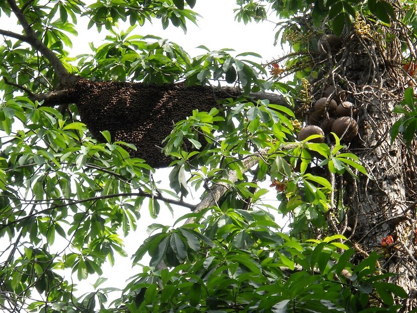 *আসলে রক্তপাত বন্ধ করার কাজেও এই গাছের পাতা ব্যবহার করা হয়। আবার সর্দি-কাশি এবং পেটের রোগের পাশাপাশি জয়েন্টের ব্যথা কিংবা ফোলা ভাব কমাতেও কার্যকর নাগফণি। সংগৃহীত ছবি।