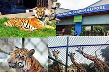 ১ মাসে ১০ লক্ষেরও বেশি...! অভিনব রেকর্ডের পালক আলিপুর চিড়িয়াখানার মুকুটে