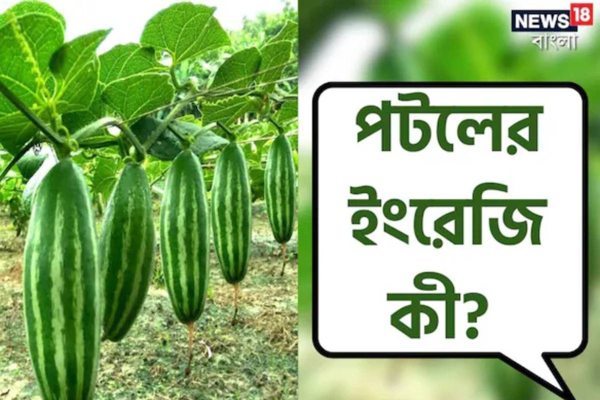 আলু-পেঁয়াজ-বেগুন তো সবার জানা! পটলকে ইংরেজিতে কী বলে জানেন? ৯৯ শতাংশই কিন্তু ফেল