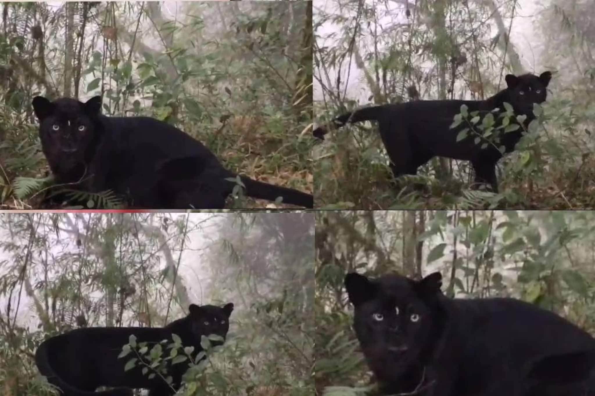 কার্শিয়ঙের কালো চিতা! পাহাড়ি পাকদন্ডীর পাশে গভীর বনে দেখা দিল মোগলির ‘বাগীরা’!