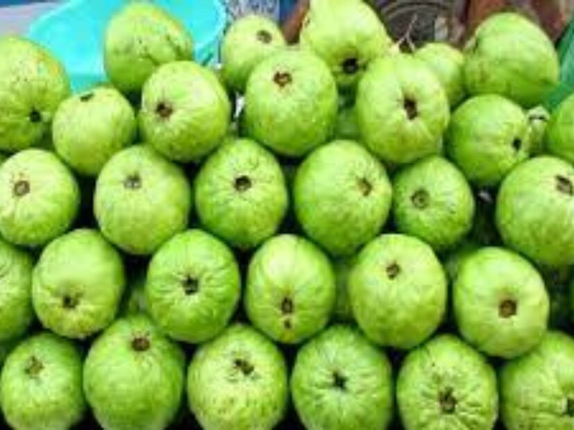 দক্ষিণ ২৪ পরগনা: পেয়ারা পশ্চিমবঙ্গের তথা সমগ্র ভারতের একটি গুরুত্বপূর্ণ ফল। একে ‘গরিবের আপেল’ বলা হয়ে থাকে। পেয়ারা কথা মনে পড়লে বারুইপুরের কথাই প্রথমেই মাথায় আসে। মুলত দক্ষিণ চব্বিশ পরগনা জেলার সব থেকে বেশি পেয়ারার চাষ হয় বারুইপুরে। রিপোর্টিং সুমন সাহা প্রতীকী ছবি ৷