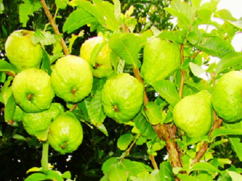 আর তায় বারুইপুরের নয় তার আশেপাশের এলাকা গুলিতে অসময়ের পেয়ারা চাষ করে দ্বিগুণ আয় করছে চাষীরা। পেয়ারা গাছে বছরে দুইবার ফুল আসে। প্রতীকী ছবি ৷