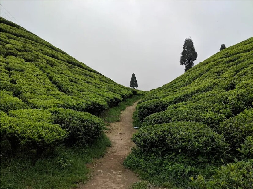 দার্জিলিং এর বুকেই রয়েছে ছোট্ট গ্রাম লেবং এবং এই গ্রামের কাছে অবস্থিত রংনিত চা বাগান বর্তমানে আয়ের পথ দেখাচ্ছে গ্রামের স্থানীয় বাসিন্দাদের। বর্তমানে শহরের ভিড়ভার ছেড়ে উত্তরবঙ্গের বিভিন্ন নিরিবিলি অজানা গ্রামেই ভিড় বারছে পর্যটকদের। সকলেই চায় পাহাড়ের কোলে শান্ত নিরিবিলি পরিবেশে নিজের মতন করে কিছুটা সময় কাটাতে সেই অর্থে এই বিভিন্ন অজানা গ্রাম এবং এই অফবিট ডেস্টিনেশন গুলি পর্যটকদের পছন্দের তালিকায় শীর্ষস্থানে জায়গা করে নিয়েছে। Photo- Collected