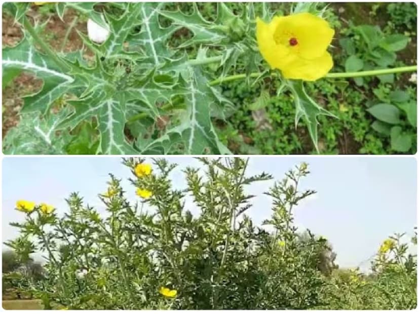 প্রাচীনকালে এটি ক্যান্সার চিকিৎসার জন্য ব্যবহৃত হত। এর কাণ্ড ও পাতা থেকে মেথানলিক নির্যাস তৈরি করা যায়, যা আপনার স্বাস্থ্য উন্নত করতে সঞ্জীবনী বুটির মতো কাজ করতে পারে।