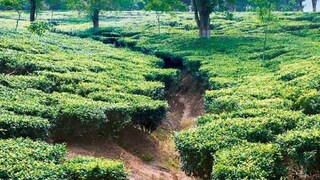 রবিবার এবং সোমবার উত্তরবঙ্গের সব জেলার দার্জিলিং, জলপাইগুড়ি, কালিম্পং, আলিপুরদুয়ার, কোচবিহার, উত্তর দিনাজপুর, দক্ষিণ দিনাজপুর এবং মালদহে আবহাওয়া শুষ্ক থাকবে।