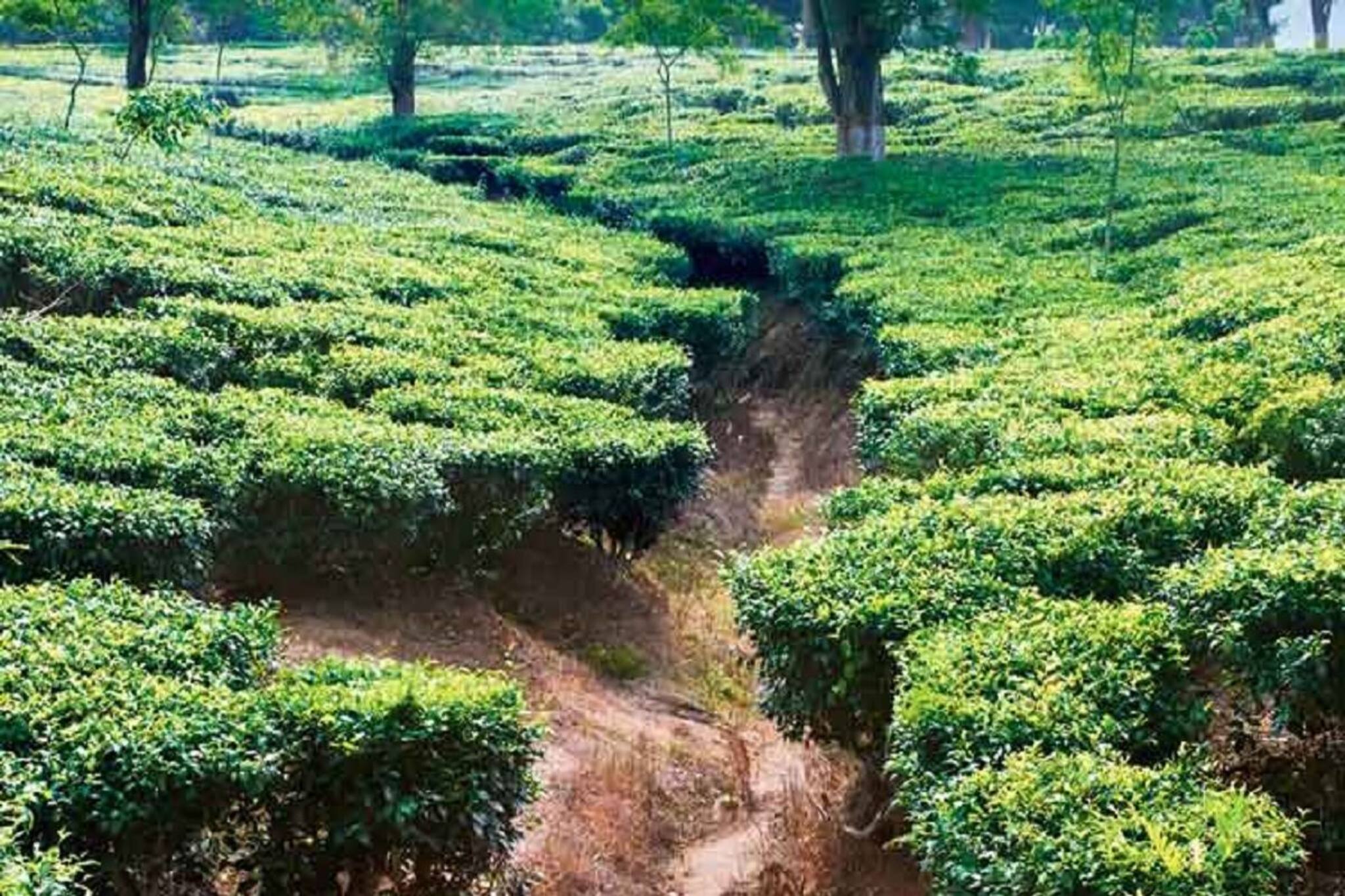 প্রচণ্ড শব্দ, চা বাগানের রাস্তায় আতপ চালের গন্ধ! কেন? সামনে গিয়ে যা দেখা গেল অবিশ্বাস্য!