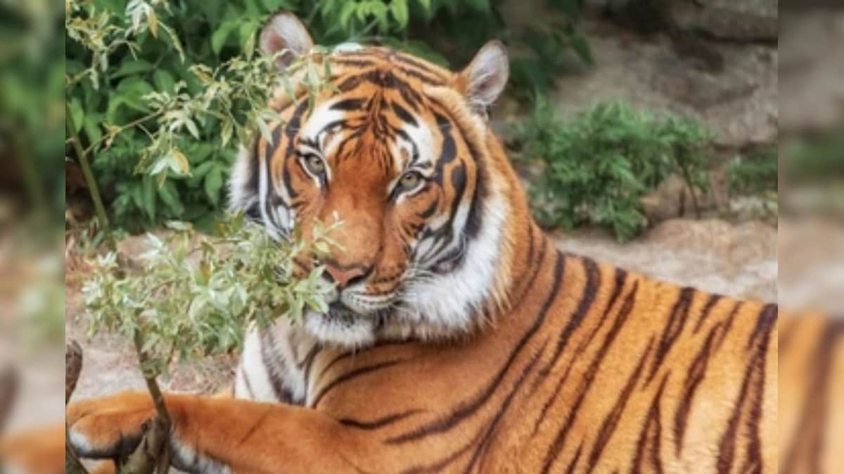 সুন্দরবনে পর্যটকদের মোবাইলবন্দি রয়্যাল বেঙ্গল টাইগার! দেখে নিন ভিডিও