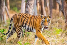 কেন বারবার ডেরা ছাড়ছে বাঘেরা? আসল কারণ কী?
